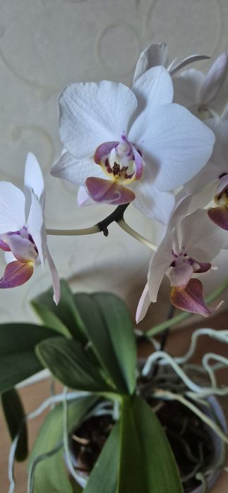 Две орхидеи в горшке
