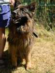 Piesek do adopcji SZAFIR