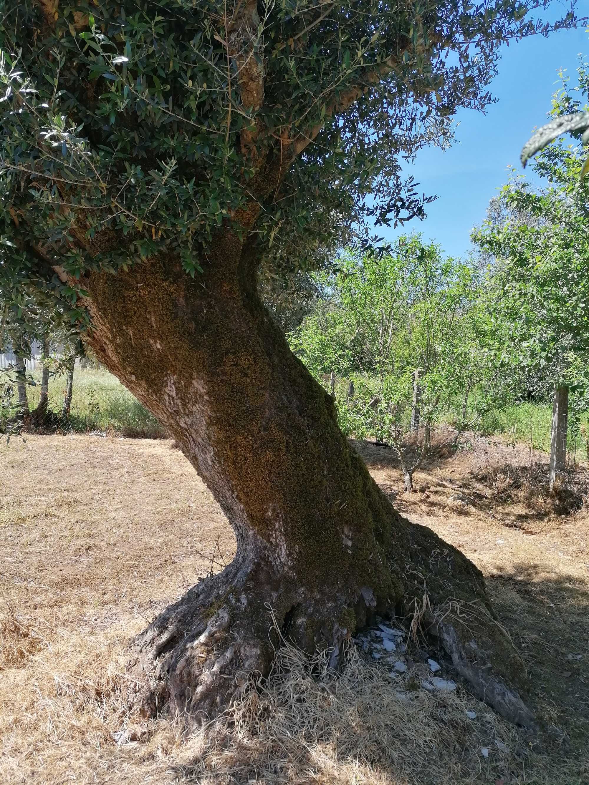 Oliveiras centenárias