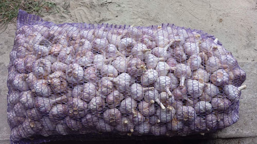 Продам часник Любаша !