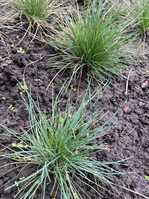 Вівсяниця сиза. Овсяница сизая.Овсяница голубая..Фестука.