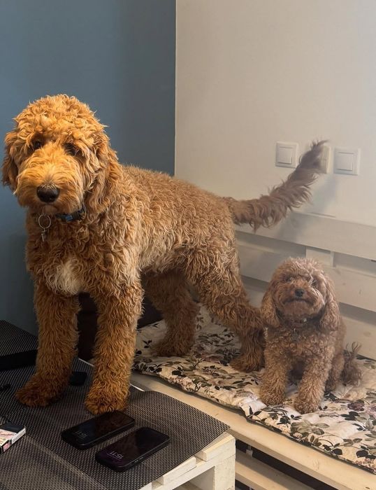 Goldendoodle F1 цуценята в наявності. Київ