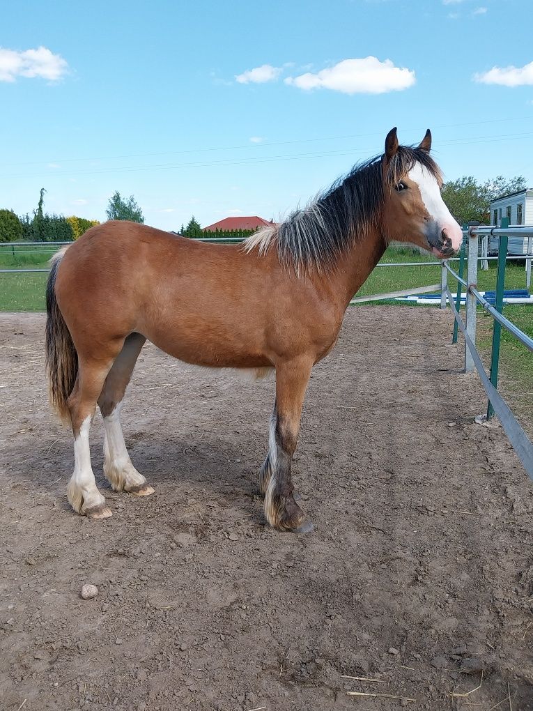Klacz, duży kuc, tinker haflinger klaczka