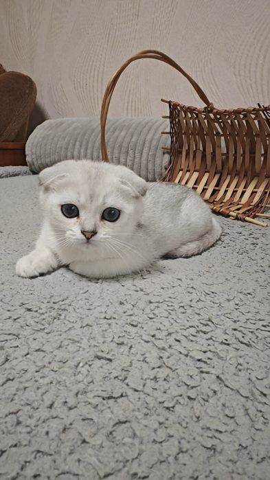 Шикарный вислоухий мальчик и девочка