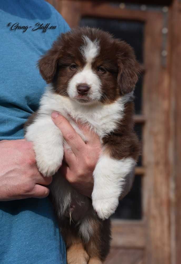 MAS,  Miniaturowy Owczarek Amerykański, Mini Aussie ZKwP/FCI