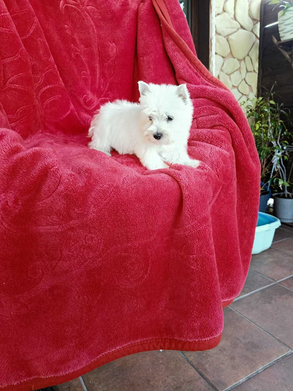 West Highland White Terrier
