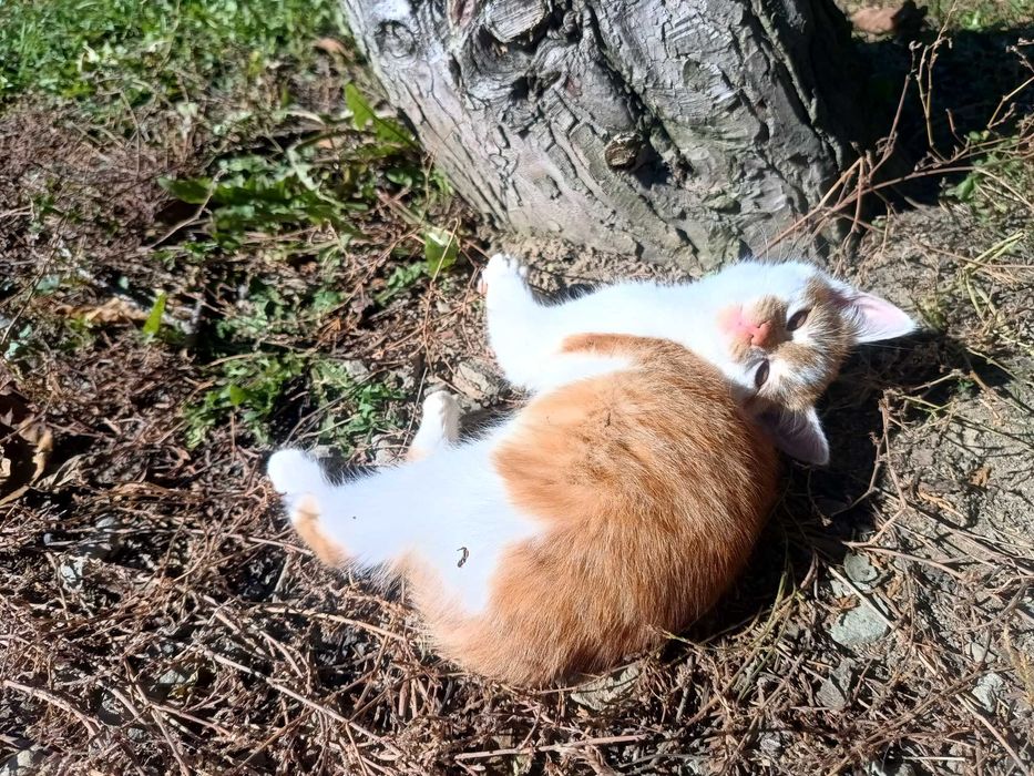 Dwie kotki szukają domu