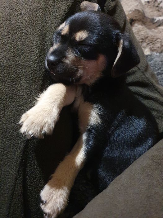 Врятоване цуценя у пошуках дому