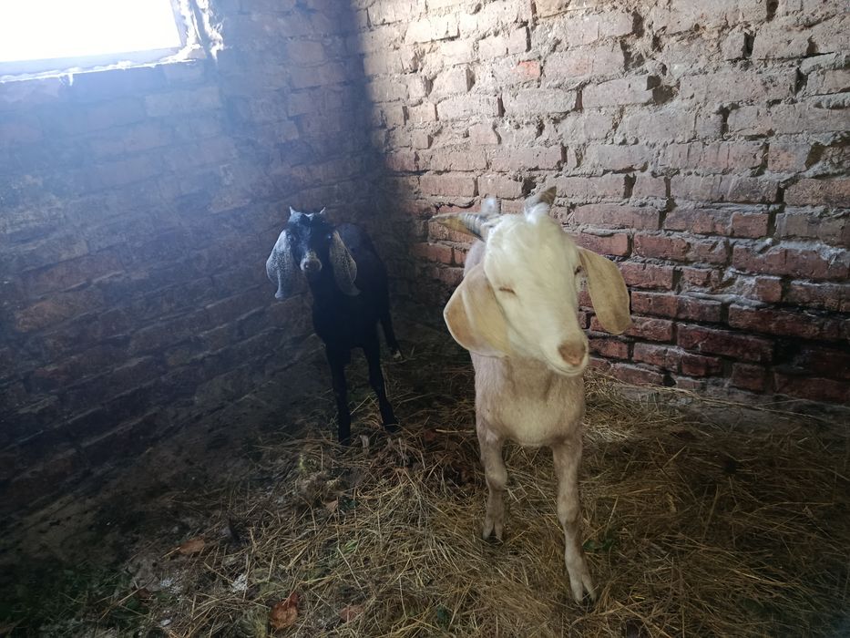Продам козенят. Коза 3міс. Козел 4 міс.