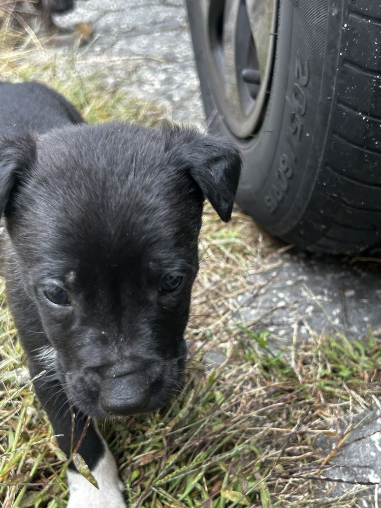 Da-se cães bebes