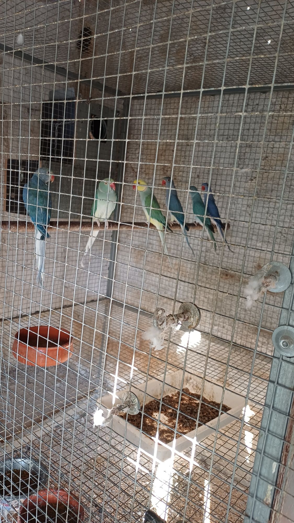 Ring neck violeta cleartail 2025