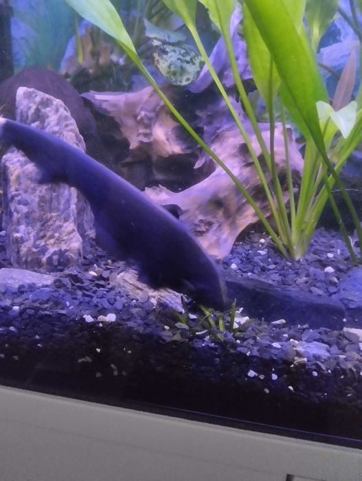 Sprzedam dwa duchy amazońskie długość około 25 cm