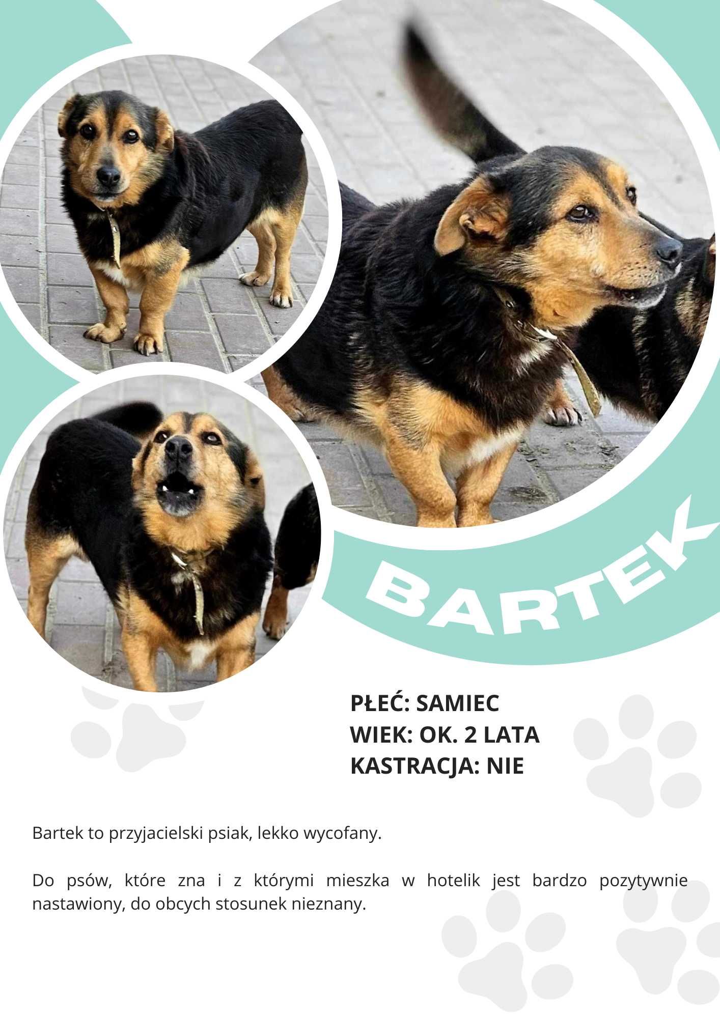 BARTEK - około 2 letni pies