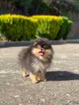Suczka black&tan FCI szpic miniaturowy pomeranian