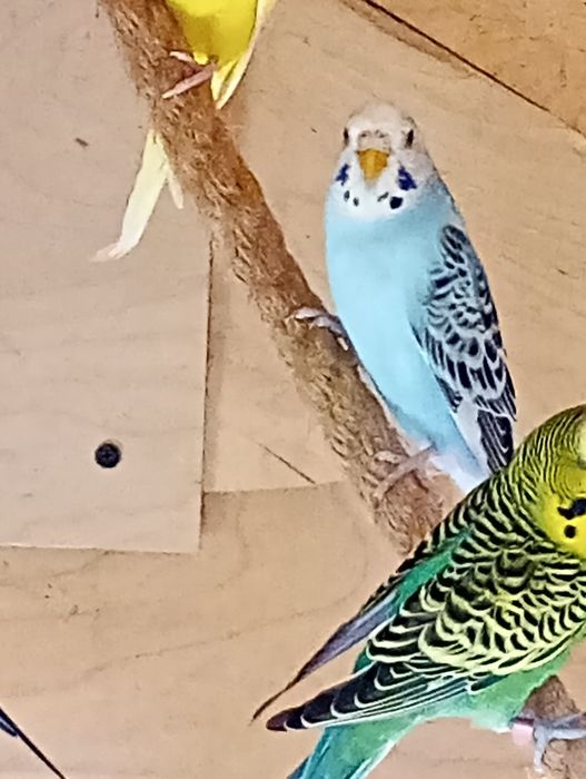 Papużki faliste ...