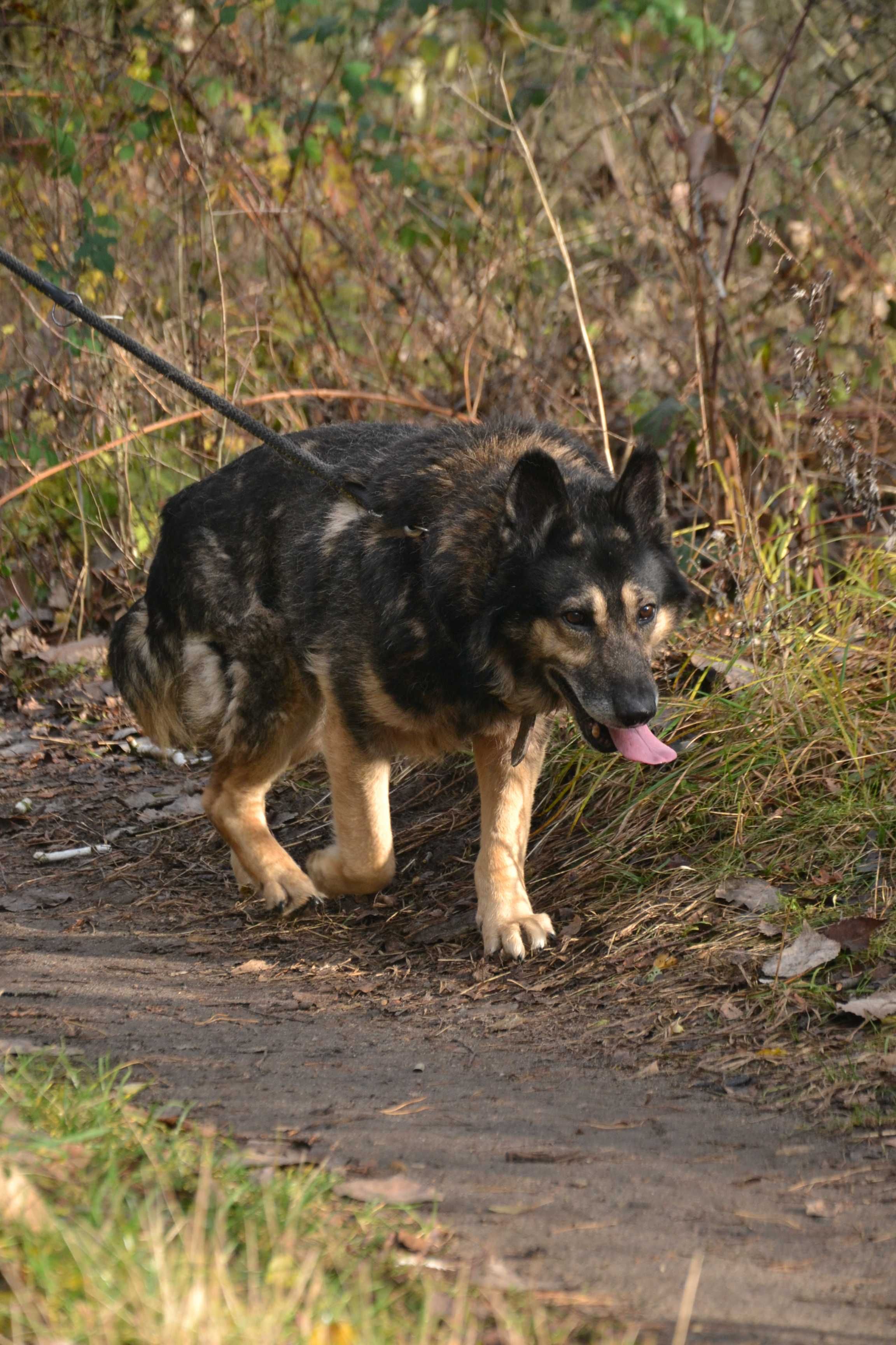 Szarik to 7-letni psiak, który waży około 15-20 kg.