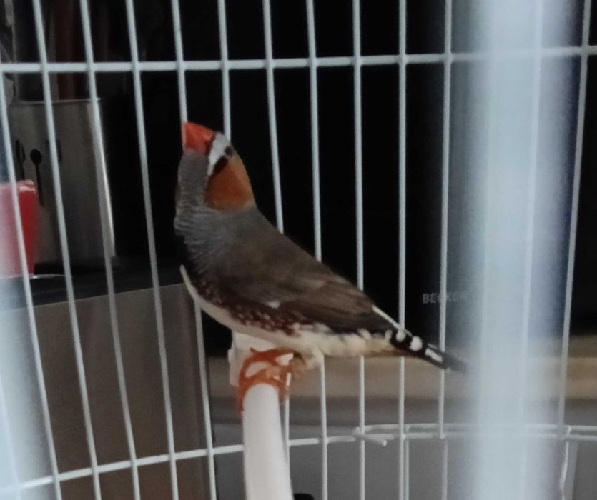 Tenho um Mandarim Macho