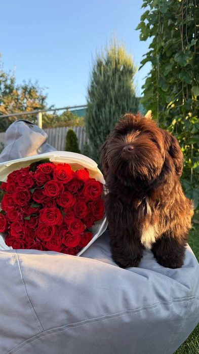 Хаванез. Дівчинка