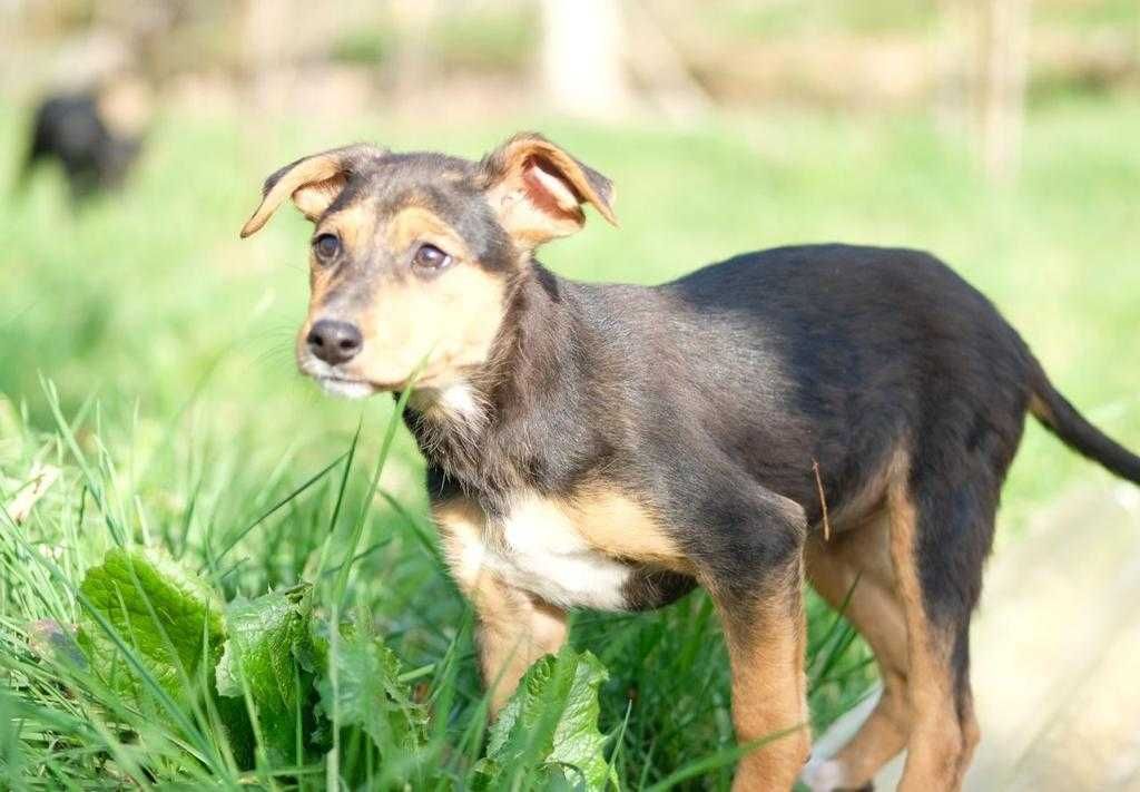 Cachorrinha para adoção responsável