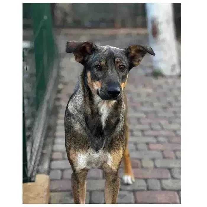 Молодая собака Эля, девочка