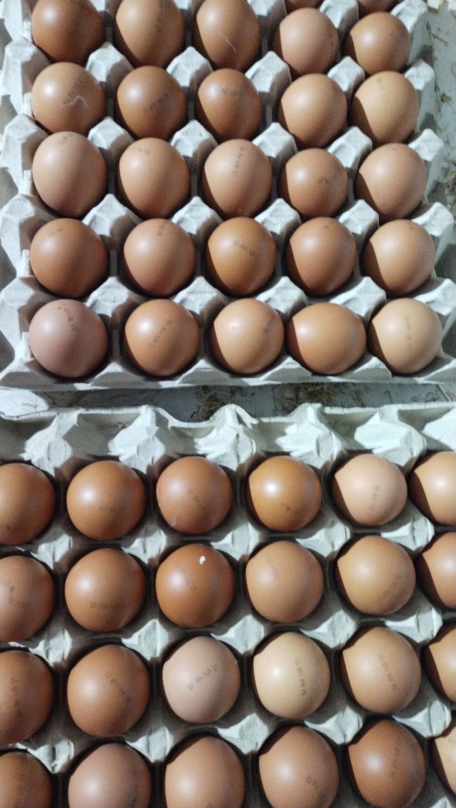 Яйцо под инкубацию несушка ломан Браун, Вайт, леггорн Венгрия