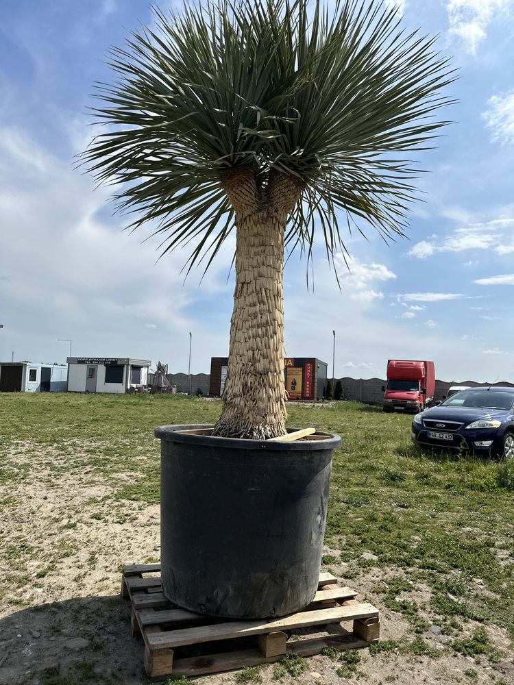 Yucca Roztrata Juka Roztrata MultiHead Okazja