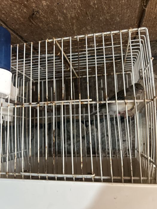 Canaria femea de 2022