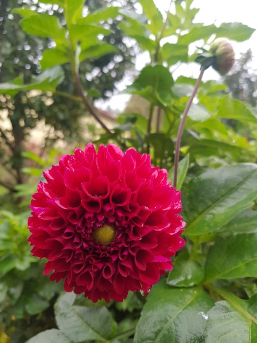 DALIE  Karpy Sprzedam