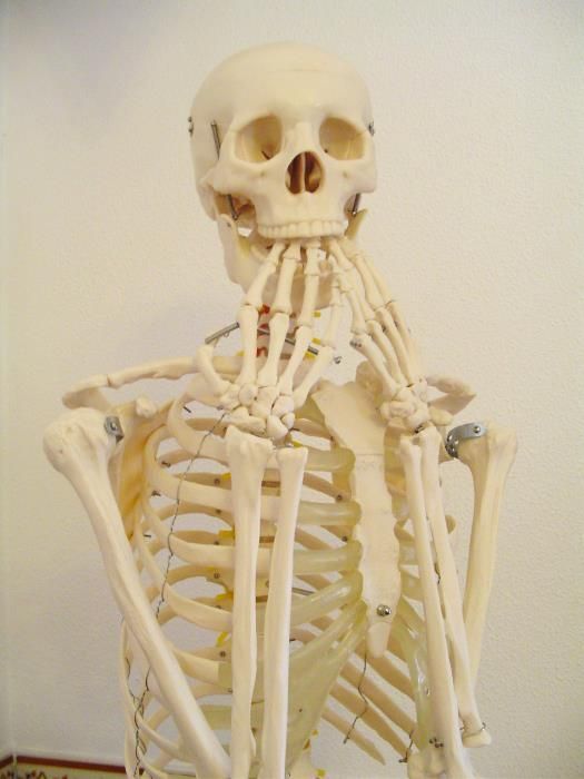 Esqueleto Altura 1,85m
