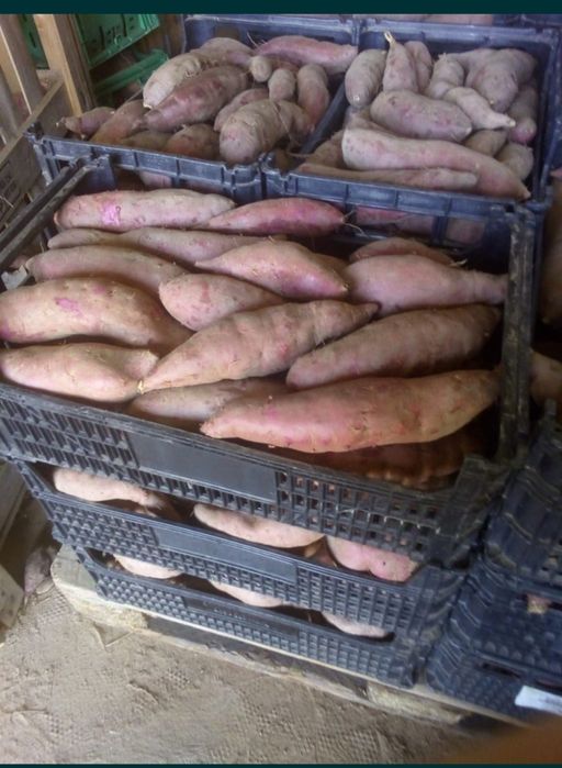 Batata doce comum e batata doce laranja