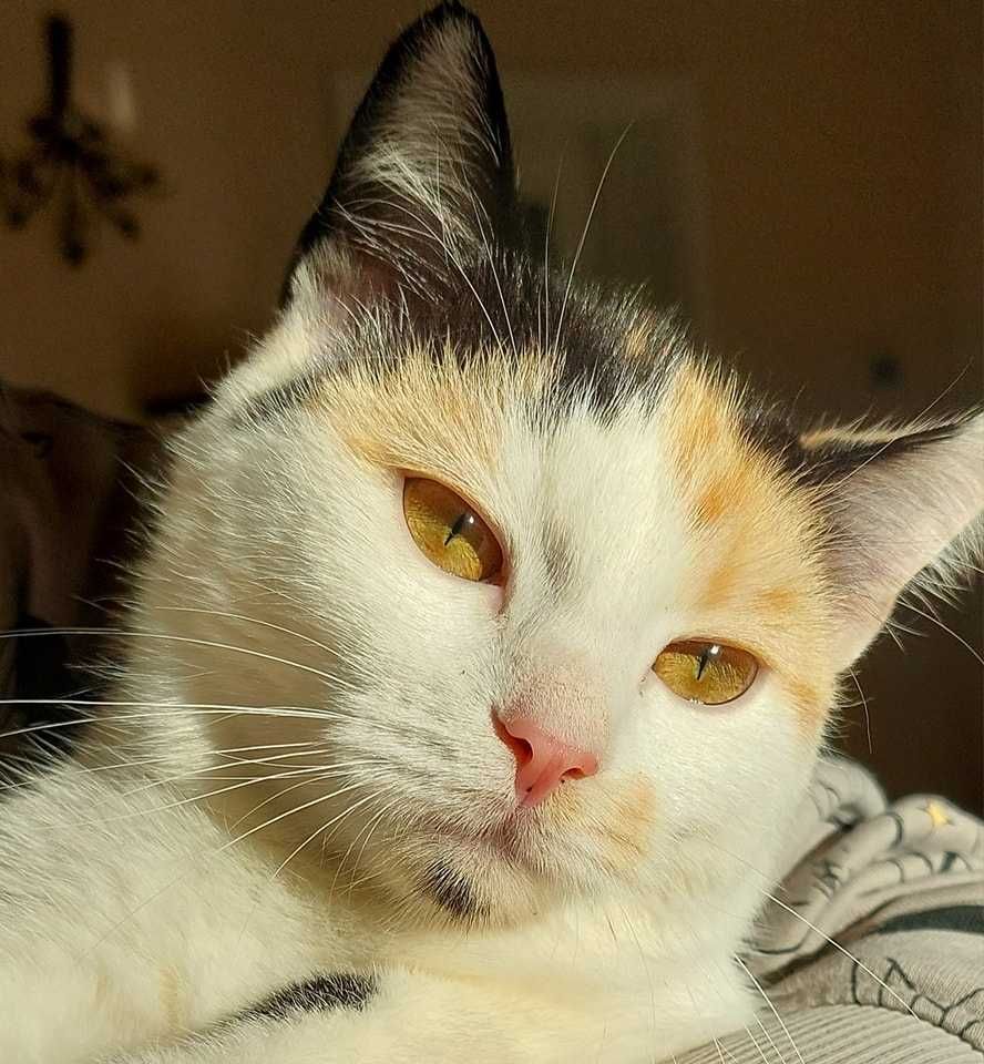 Śliczna i charakterna Trisia Monisia poleca się do adopcji!