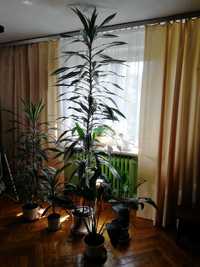 Dracena. Bardzo wysoka 250 cm