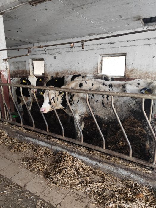 Jałówki wysokocielne