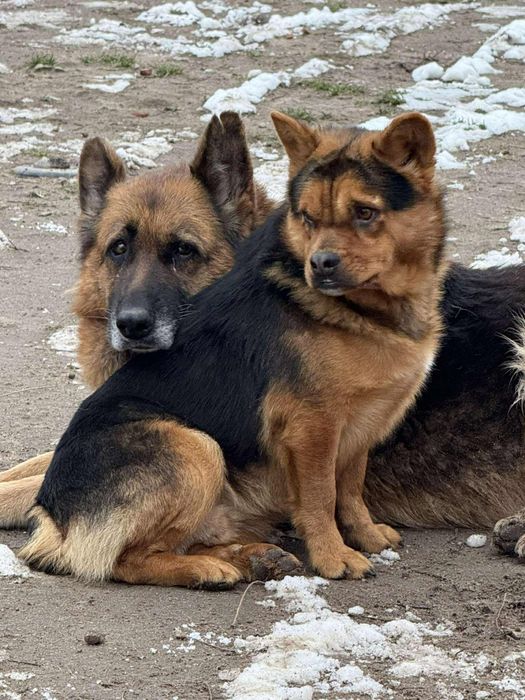 Cudowne psiaki do adopcji!