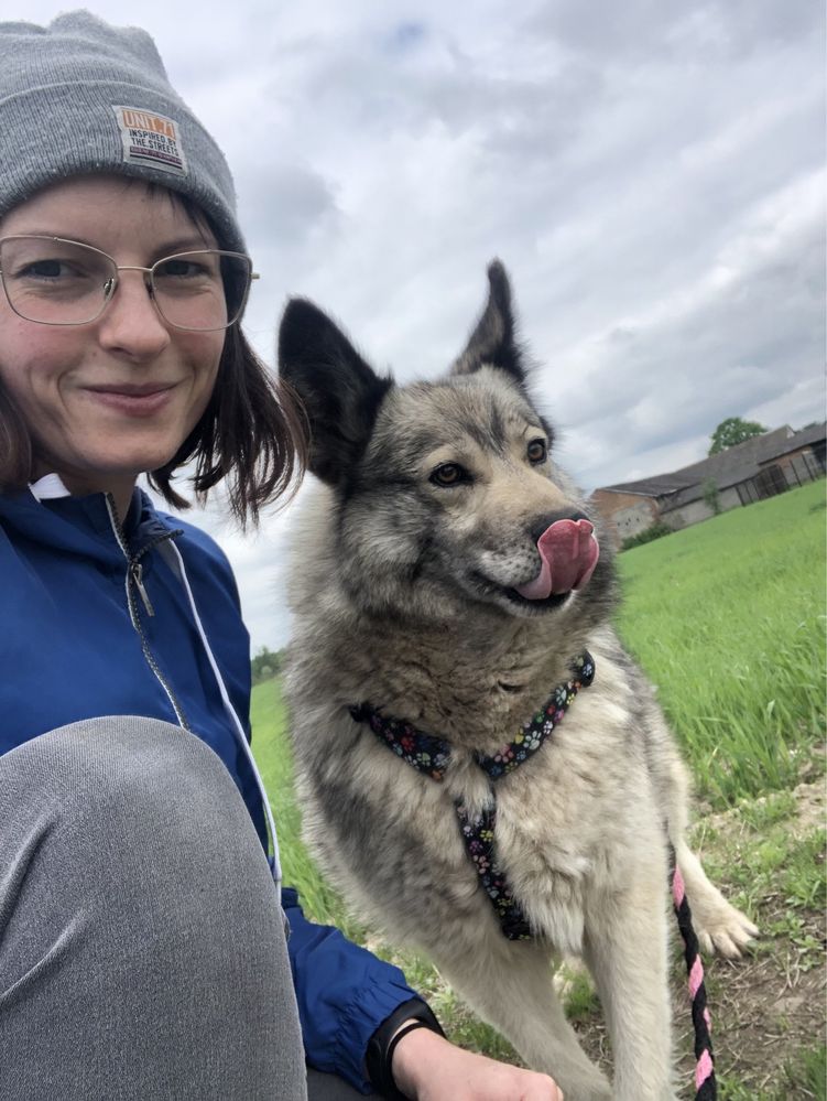 Wspaniały Sky w typie Husky szuka domu