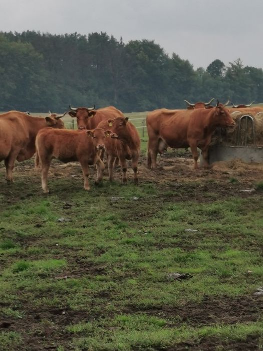 Bydło rzeźne byki krowy jałówki