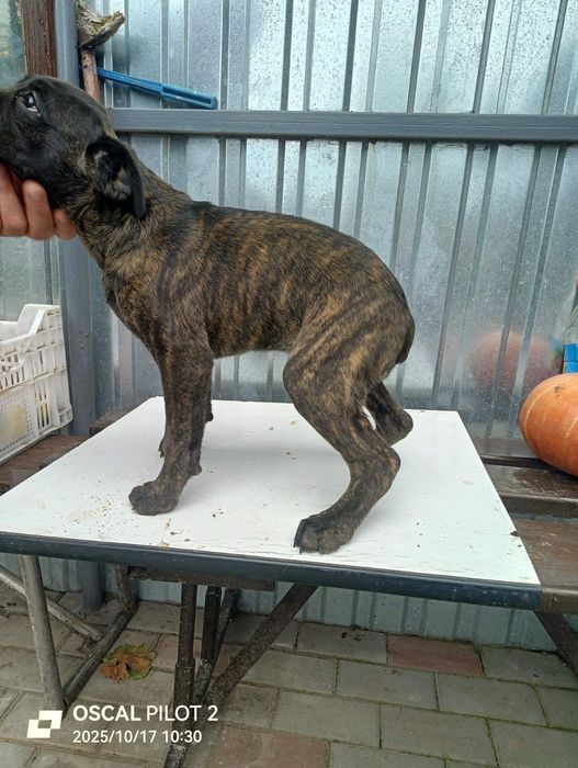 Немецкий боскера