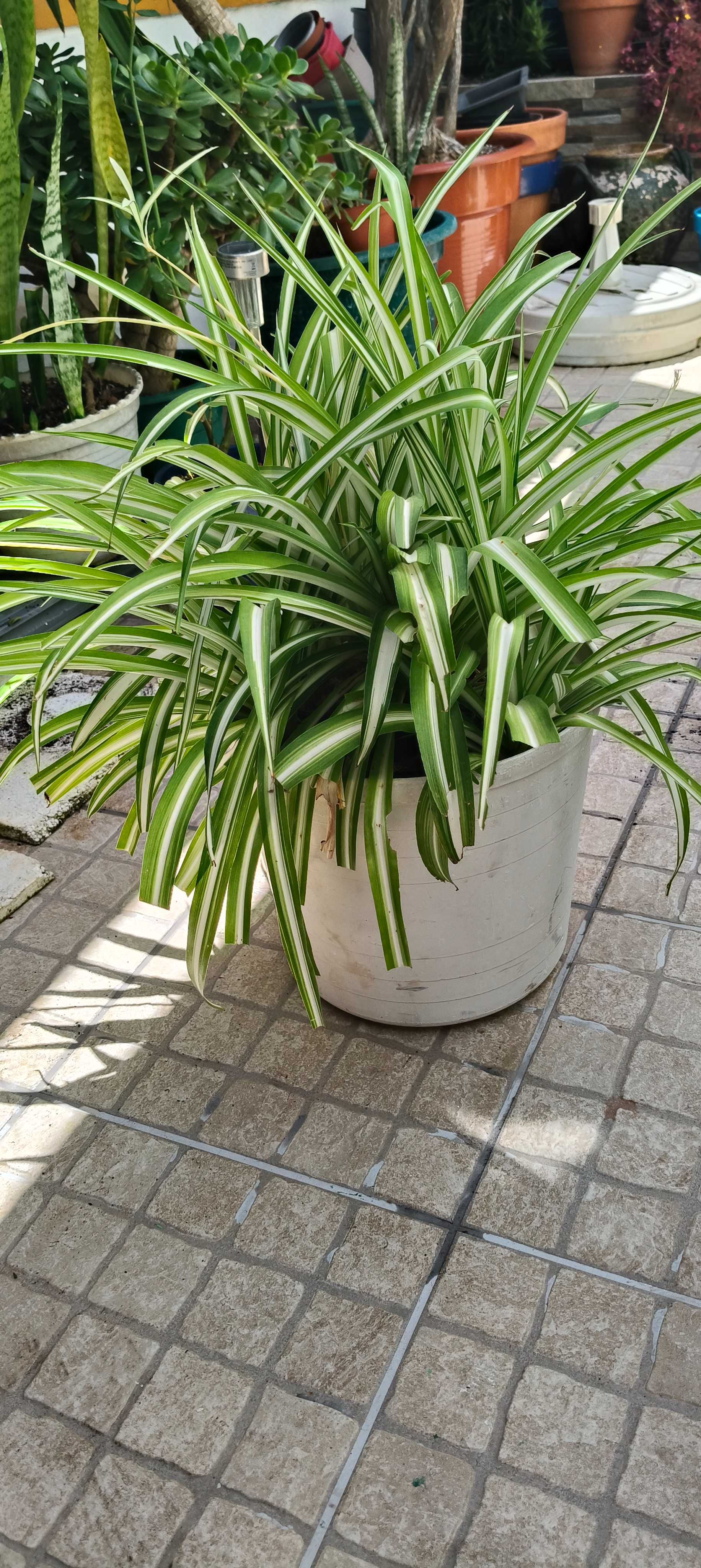 Planta Aranha / Chlorophytum
