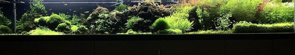 Rosliny w koszykach do akwarium rotala mech bucephakandra ludwigia