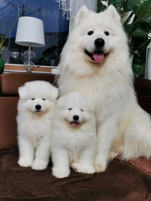 Samojed Samojed FCI Samoyed. Gotowe do odbioru