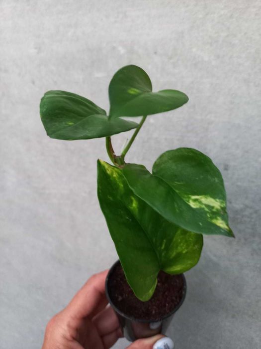 Епіпремнуми,  Драцена запашна Кімнатні квіти