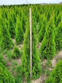 Thuja szmaragd, brabant 60cm - 140cm dostawa