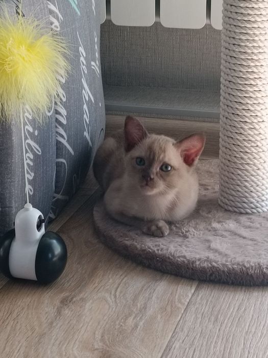 Бурма- Европейская и Американская