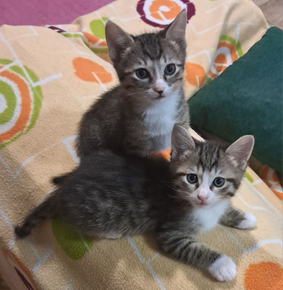 2 gatinhos tigrados com 6 semanas para adoção