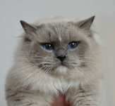 Kocur Czesio Rasy Ragdoll