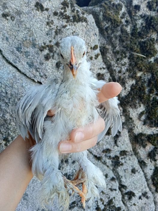Garnizos pequim lavanda