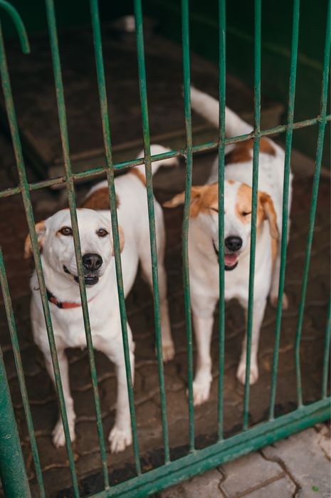 Poszukujemy domów tymczasowych!