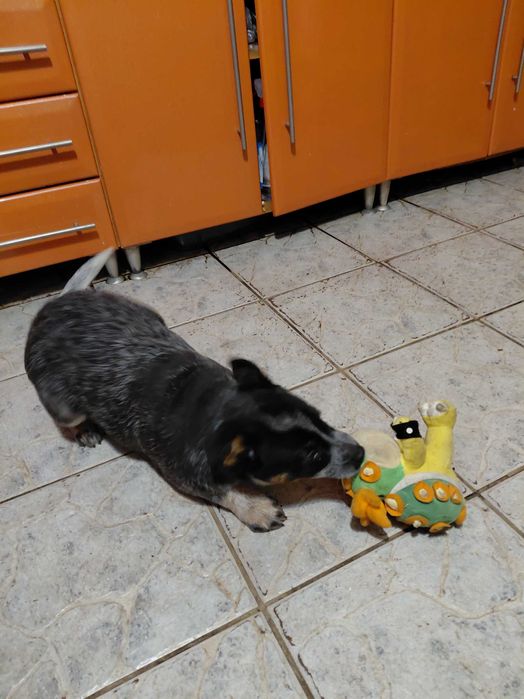 Suczka Australian Cattle Dog