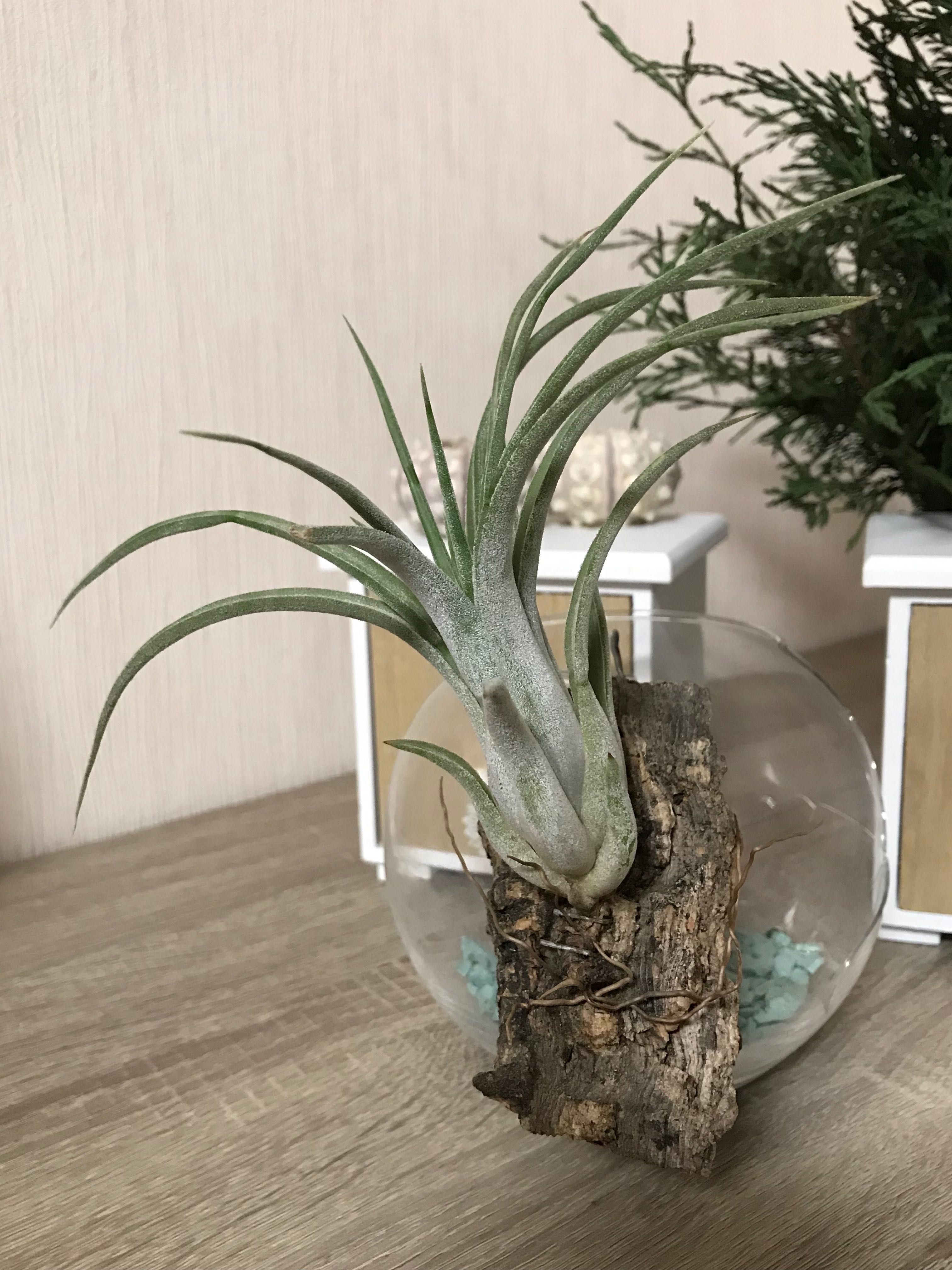 Тилландсия Tillandsia paucifolia red hybrid на коре Пробкового дерева.