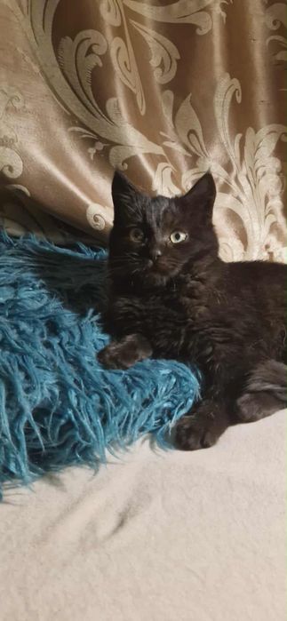 Чорне кошенятко хлопчик шукає найкращий дім! Котик 2 місяці.